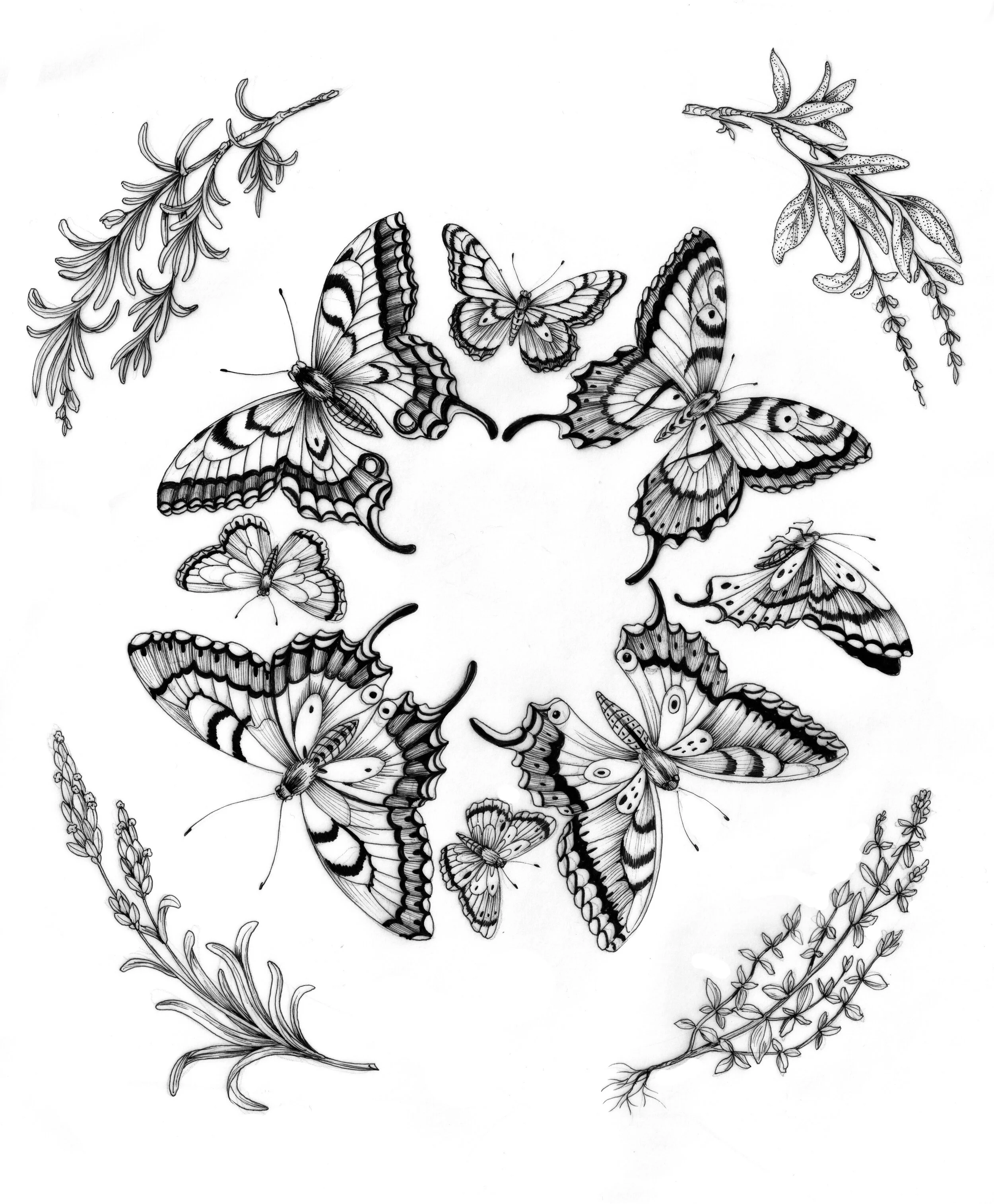 butterflies.jpg